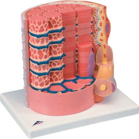 FABRICATION ENTERPRISES 3B® Anatomical Model - Microanatomy„¢ Muscle Fiber - 10,000 Times Magnified 971516